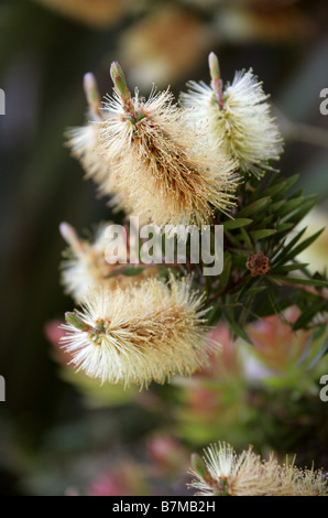 Saule blanc ou Bottlebrush, Callistemon salignus, Myrtaceae, sud-est de l'Australie Banque D'Images