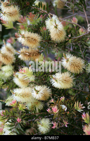 Saule blanc ou Bottlebrush, Callistemon salignus, Myrtaceae, sud-est de l'Australie Banque D'Images