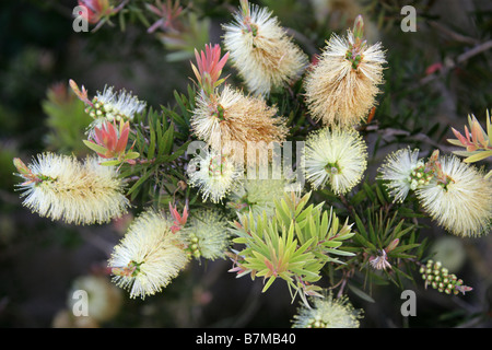 Saule blanc ou Bottlebrush, Callistemon salignus, Myrtaceae, sud-est de l'Australie Banque D'Images