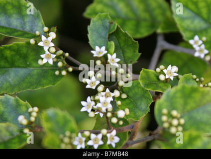 En feuilles ou Putaputaweta Carpodetus, serratus, Rousseaceae, Nouvelle-Zélande Banque D'Images