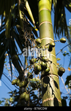 Noix d'arec appelé aussi betelnuts prêts à être récoltés au Kerala Inde Banque D'Images