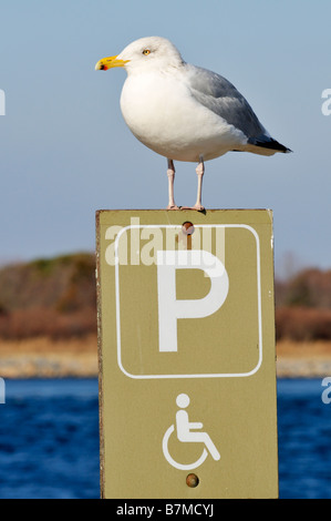 Seagull perché sur le handicap parking sign par l'eau Banque D'Images