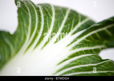 Une feuille de chou chinois Chou chinois bok choi Banque D'Images