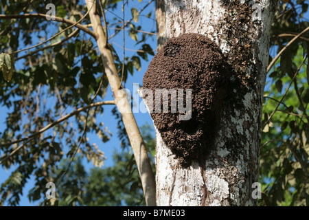 Les termites nest vu sur un arbre à la forêt tropicale de Panama. Banque D'Images