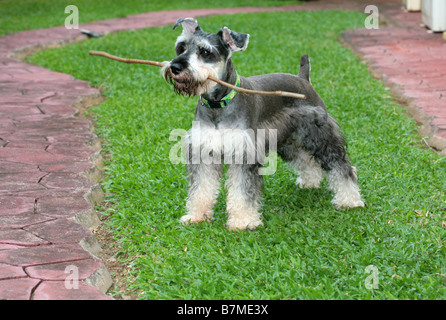 Chien Schnauzer nain debout avec un bâton sur sa bouche. Banque D'Images