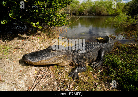 Alligator Alligator mississippiensis au soleil dans le parc national des Everglades en Floride Banque D'Images