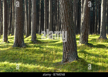 Taches de soleil frappant le tronc des arbres des forêts de pins de la forêt vert marbre Ecosse Banque D'Images