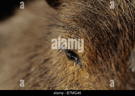 Vue rapprochée d'un Capybara (Hydrochoerus hydrochaeris) dans le Zoo de Santa Barbara de Santa Barbara, en Californie. Banque D'Images