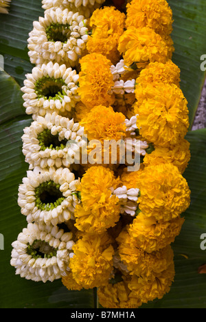 Fleur de dévotion offerts en vente sur un étal au marché aux fleurs de Pak Khlong Talad Bangkok Thaïlande Banque D'Images