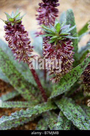 Ananas fleurs de lis, ou de l'Ananas Eucomis, vandermerwei Hyacinthaceae, Afrique du Sud Banque D'Images