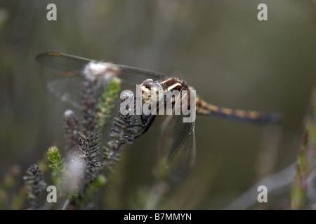 Skimmer Orthetrum coerulescens carénées supérieur féminin Hyde Heath Réserver Dorset England UK Banque D'Images