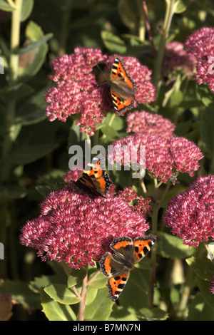 Trois petits papillons écaille Aglais urticae se nourrissant de fleurs Sedum Banque D'Images