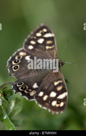 Bois Pararge aegeria mouchetée Nord papillon Nature Cliffe Réserver East Yorkshire UK Banque D'Images