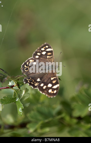 Bois Pararge aegeria mouchetée Nord papillon Nature Cliffe Réserver East Yorkshire UK Banque D'Images