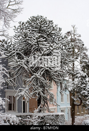 Monkey puzzle arbre dans la neige Banque D'Images