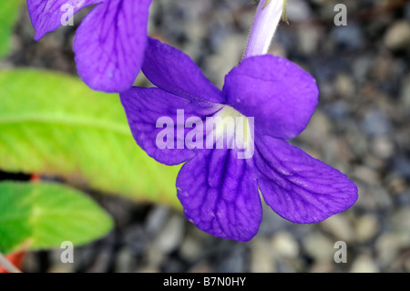 Streptocarpus 'Bethan' sp variante Cape primrose Close up fleurs lilas pourpre Banque D'Images