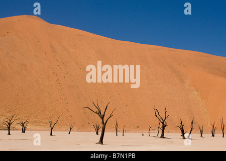 Les arbres desséchés, un mirage et dunes rouges à Dead Vlei, Sossusvlei, Namibie Banque D'Images