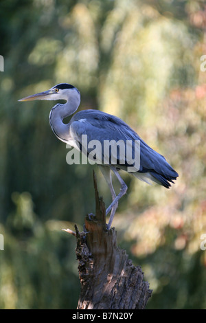 Gros plan profil complet d'un seul héron gris debout sur une souche d'arbre avec un fond vert flou, Surrey, Royaume-Uni Banque D'Images