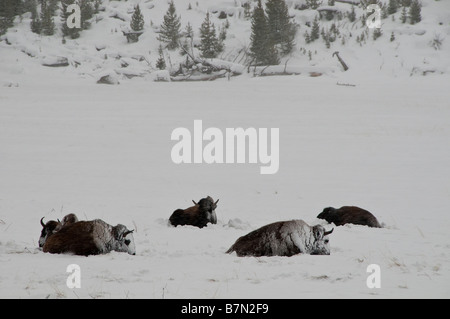 Givré neige à côté de la rivière Madison bison, l'hiver, le Parc National de Yellowstone, Wyoming. Banque D'Images