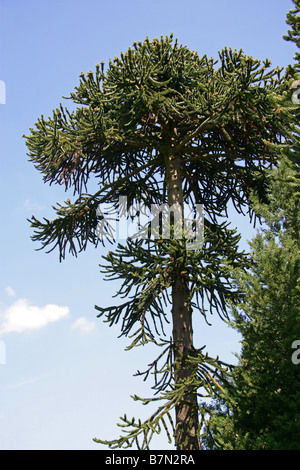 Monkey Puzzle Arbre, Araucaria araucana, Araucariaceae, Sud du Chili, en Amérique du Sud Banque D'Images
