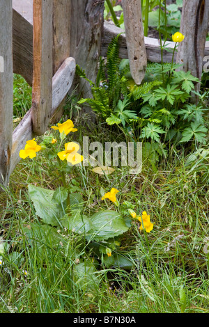 Mimulus guttatus - monkeyflower en habitat naturel Banque D'Images