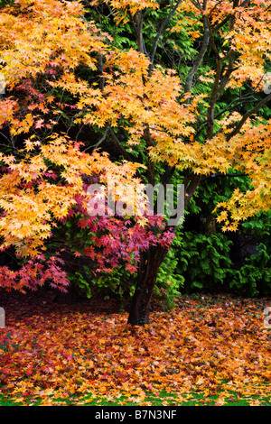 Glade Acer Perrow Thorp Yorkshire Angleterre Bedale Arboretum Banque D'Images