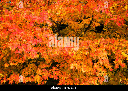 Glade Acer Perrow Thorp Yorkshire Angleterre Bedale Arboretum Banque D'Images