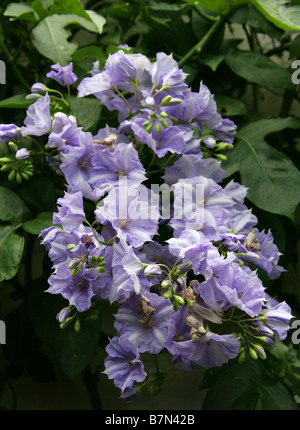 La pomme de terre géante ou vigne vigne Divorce, Solanum wendlandii, Solanaceae, Costa Rica, Amérique Centrale Banque D'Images