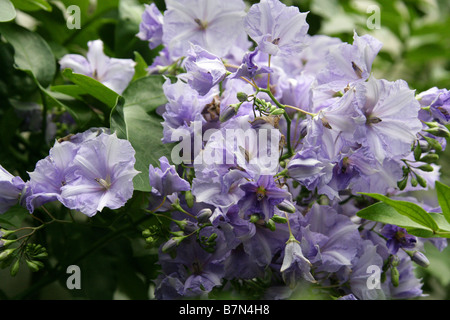 La pomme de terre géante ou vigne vigne Divorce, Solanum wendlandii, Solanaceae, Costa Rica, Amérique Centrale Banque D'Images