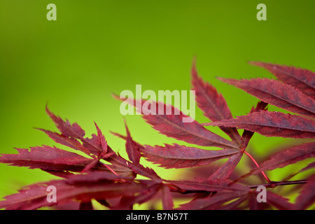 Feuilles rouge (Acer palmatum) Banque D'Images