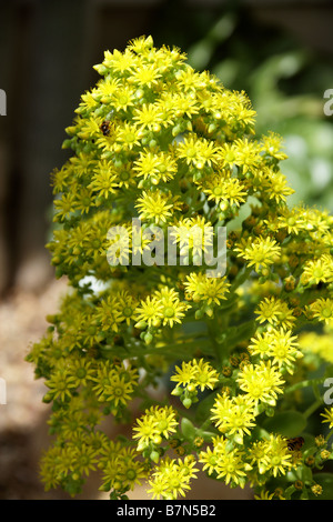 Aeonium Aeonium arboreum, arbre, Crassulaceae, Stonecrop Banque D'Images