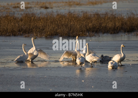 Cygne chanteur Cygnus cygnus Banque D'Images