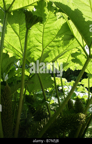 La rhubarbe géante, Gunnera tinctoria, Gunneraceae Banque D'Images