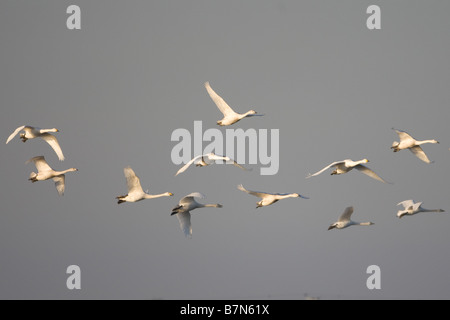 Cygne chanteur Cygnus cygnus Banque D'Images