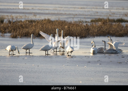 Cygne chanteur Cygnus cygnus Banque D'Images