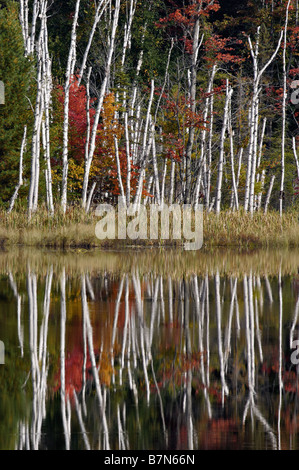 Réflexions sur le lac d'automne du Conseil de la Forêt nationale d'Hiawatha au Michigan Banque D'Images