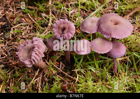Le fourbe améthyste Laccaria amethystina champignons sous conifères UK Banque D'Images