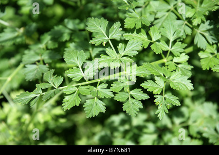 L'eau de la pruche Filipendule vulgaire, Oenanthe crocata, Apiaceae Banque D'Images