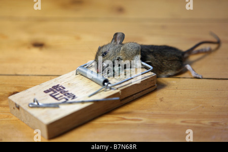 Une souris morte pris dans un piège à souris Banque D'Images