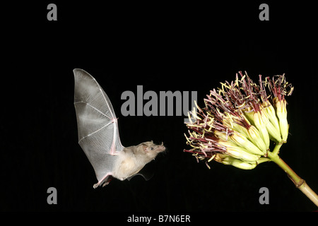 Proboscis Long mexicaine Bat Banque D'Images