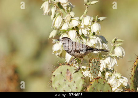 Campylorhynchus brunneicapillus Cactus Wren Tucson Arizona United States 7 adultes juin Troglodytidae Banque D'Images