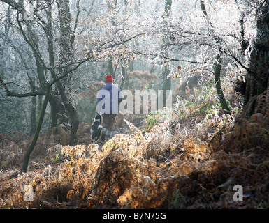 Une femme promener son chien par l'arbres couverts de givre et de fougères dans les bois avec la lumière du soleil qui brillait à travers les arbres Banque D'Images