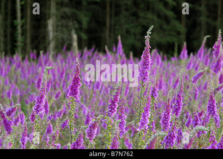 Digitales (Digitalis purpurea) dans la région de Haldon Forest Park, Exeter, Devon. Banque D'Images