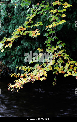 De couleur brun-jaune doré couleur couleur hêtre couleur automne laisse planer sur une rivière Banque D'Images