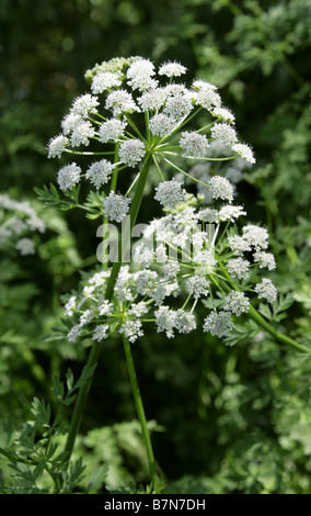 L'eau de la pruche Filipendule vulgaire, Oenanthe crocata, Apiaceae Banque D'Images