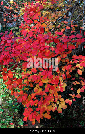 Prunus serrula smoke tree bush lumineux vibrant rouge orange jaune couleur couleur gris feuilles feuille close up detail Banque D'Images