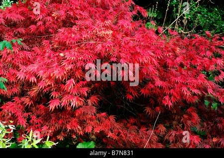 Fiery red Acer palmatum couleur couleurs automnales automne arbre automne couleur petit Banque D'Images