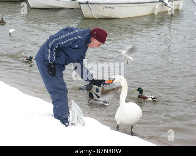 L'homme nourrit une le cygne de Bewick dans la neige à Thames towpath par Molesey Lock près de Hampton Court, East Molesey, Surrey, Angleterre Banque D'Images