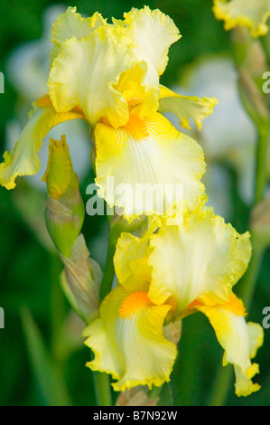 Beau jaune iris en pleine floraison Banque D'Images