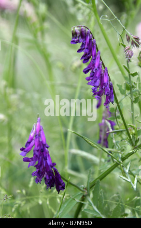 Vesce jargeau, oiseau, vesce Vesce de vache ou Tinegrass, Vicia cracca, Fabaceae Banque D'Images